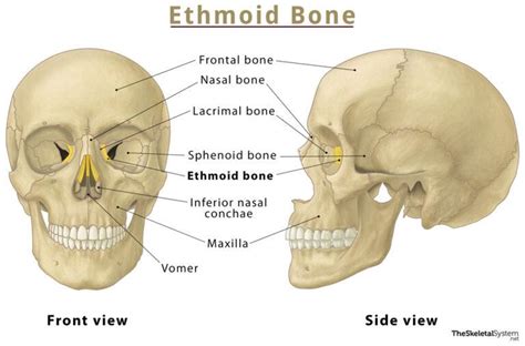 ethmoid bone location